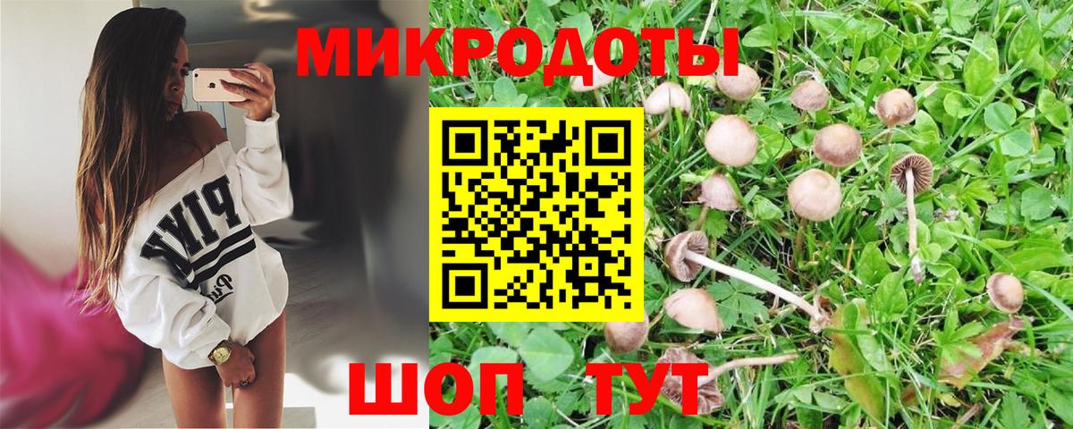 Псилоцибиновые грибы Psilocybine cubensis Елец
